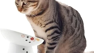 Top 5 best Best Cat Food Bowlss review