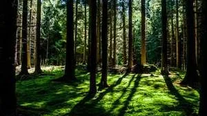 Top 5 best Best Cat Food For Autoimmune Diseases